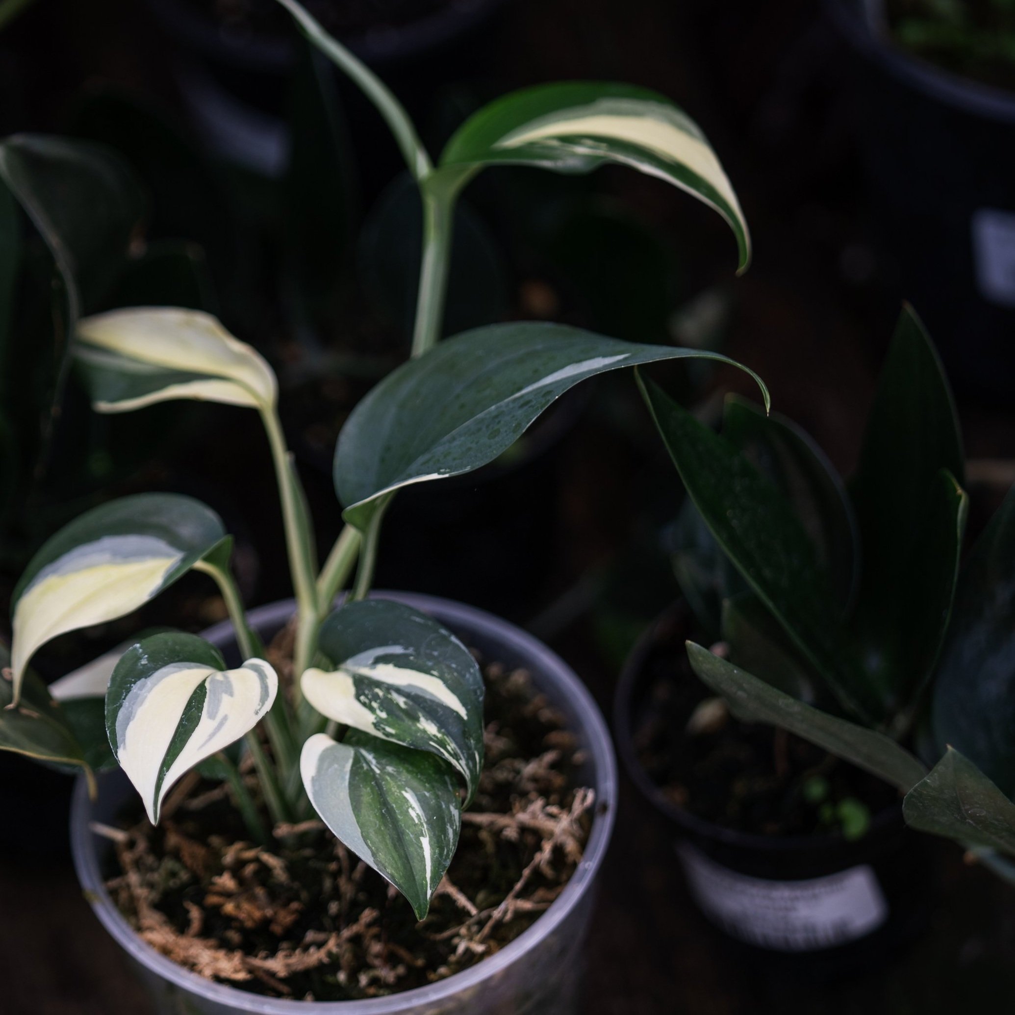 Scindapsus Blue Albo — Wilson Plant Co Scindapsus Blue Albo — Wilson Plant Co